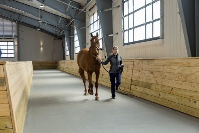 Alex Bailey trots up Merry during a soundness evaluation in the Jane and Stephen Hale Equine Performance Center.