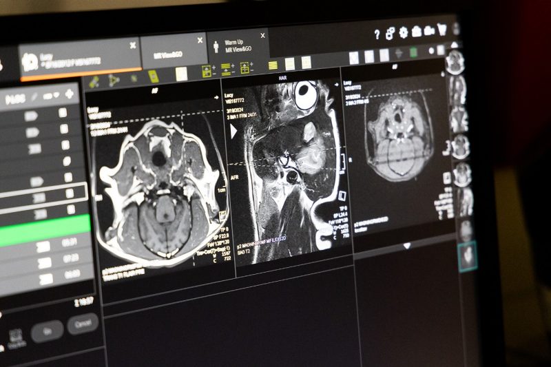  MRI from the Veterinary Teaching Hospital histotripsy clinical trial.