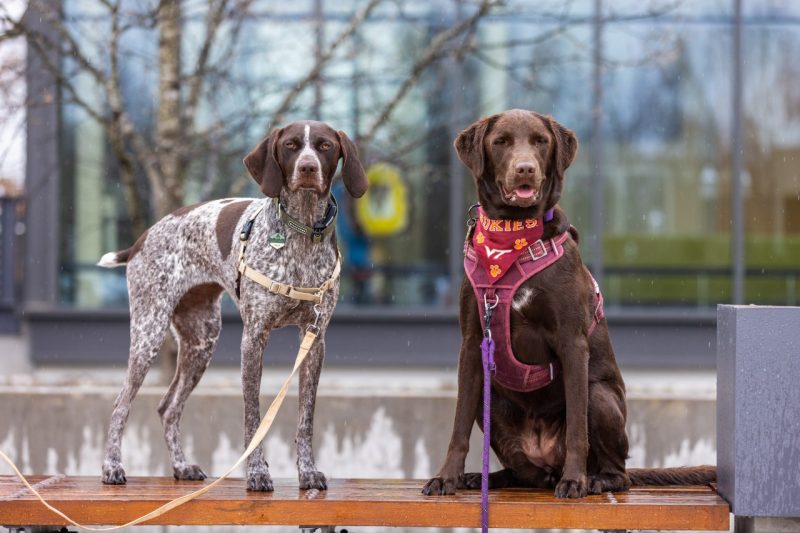 Two dogs, Willow and Ida posing in front of the VMIA building at the veterinary college.