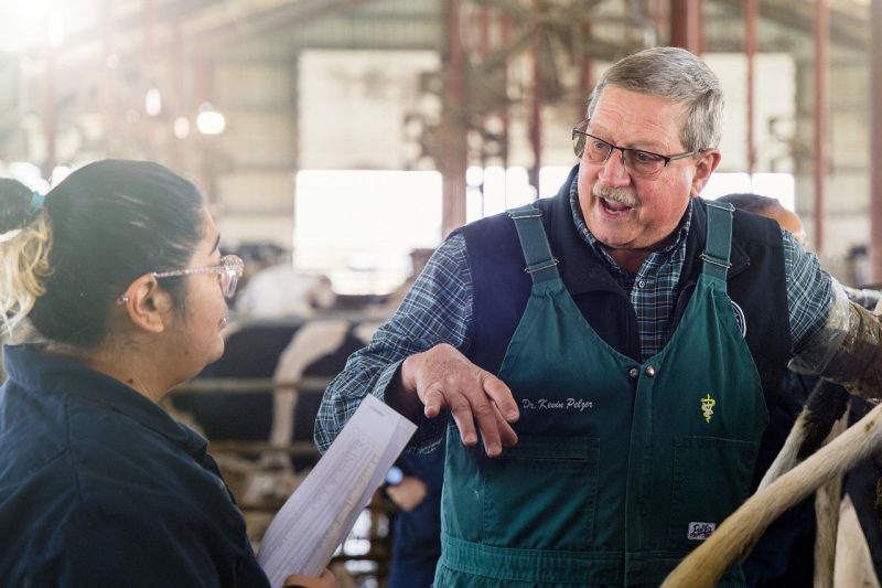 Two large animal veterinary professionals talking in a barn with cows.