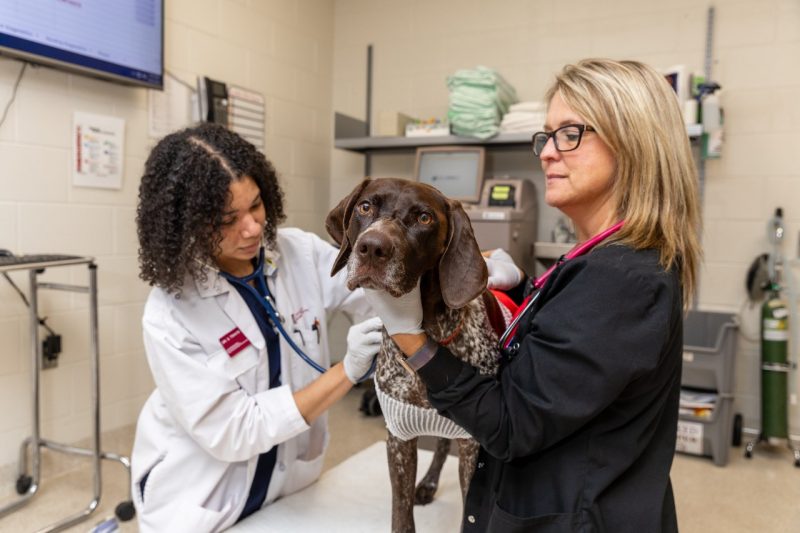 Zia a German Shorthaired Pointer getting examined after a lung surgery by LVT Kris Wagher and Dr. Sierrah Travis.