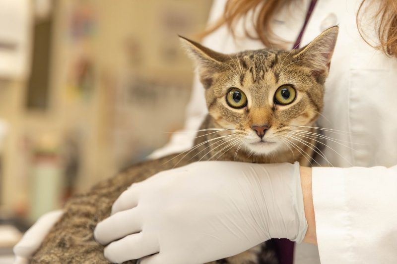 Lanala Levitt during a checkup at the Veterinary Teaching Hospi