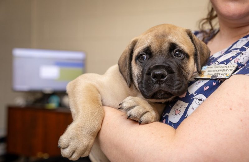 Mastiff puppy being treated at the Veterinary Teaching Hospital.
